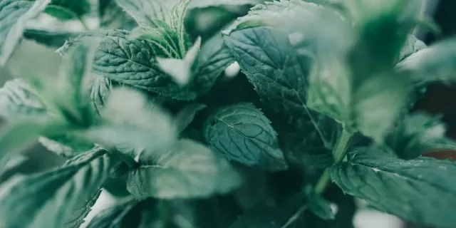 Fresh mint leaves — why brushing alone doesn't stop chronic bad breath