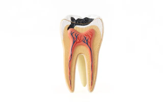 Cross-section of a tooth showing the root canal anatomy and internal structure